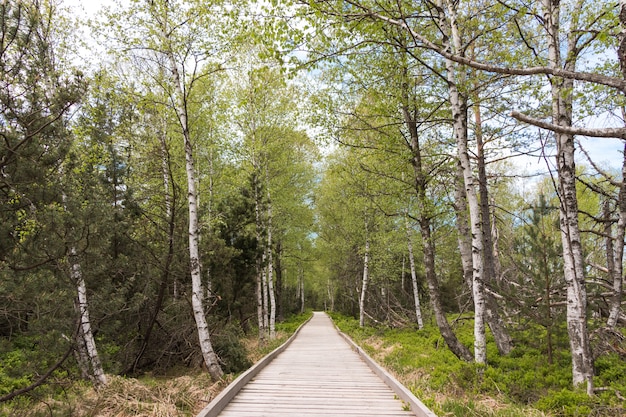 Free photo beautiful shot of a green narrow pathway leading to a nice morning walk in schwarzwald, germany