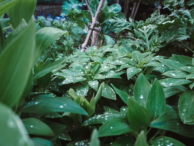 Beautiful shot of the green plants with waterdrops on the leaves in the garden