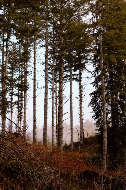 Free photo beautiful shot of green trees in the forest