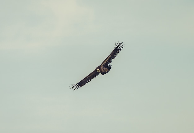 Free Photo beautiful shot of a griffon vulture flying with a cloudy sky