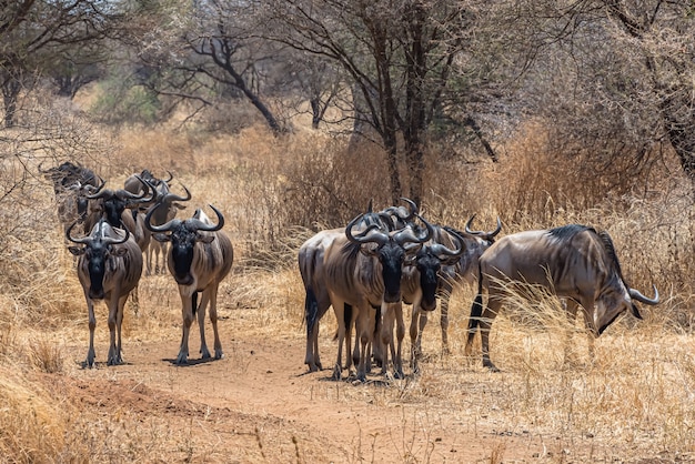 Free photo beautiful shot of the group of african wildebeests on a grassy plain