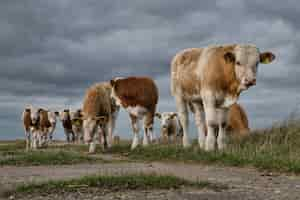 Free photo beautiful shot of a group of cows in the pasture under the beautiful dark clouds