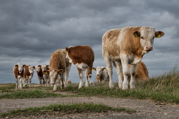 Free Photo beautiful shot of a group of cows in the pasture under the beautiful dark clouds