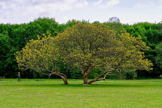 Free photo beautiful shot of a growing tree in the middle of the park with trees