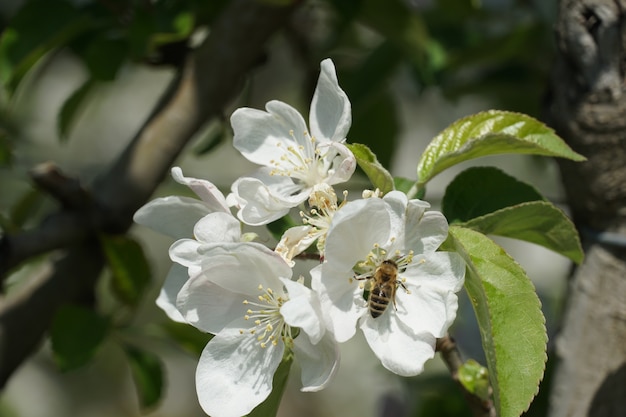 Beautiful shot of a honey bee on a white flower