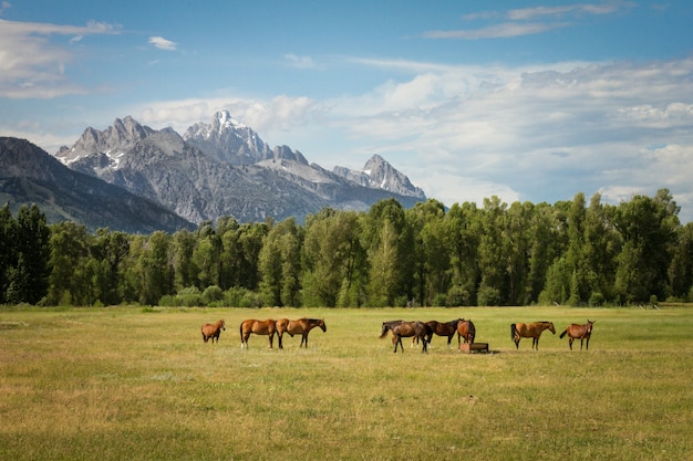 Beautiful shot of horses in a grassy field with trees and mountains in the distance at daytime