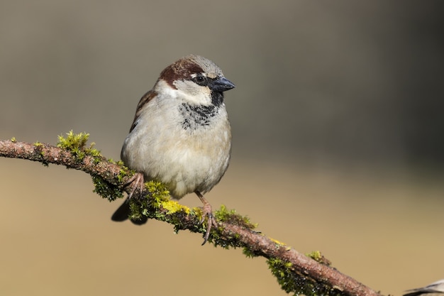 Beautiful shot of a House sparrow bird on the branch of a tree in the forest