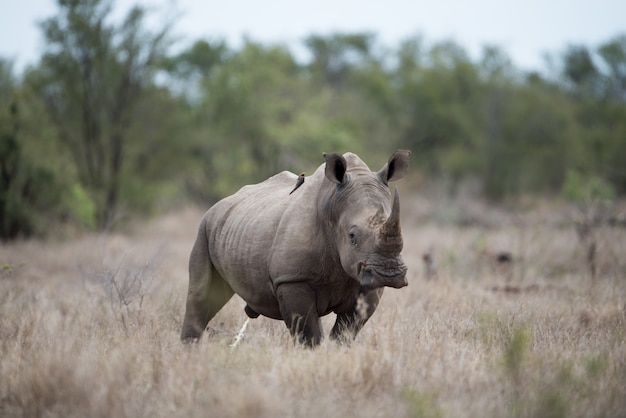 Free Photo beautiful shot of a huge rhinoceros with a blurred background