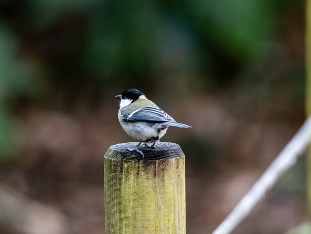 Beautiful shot a Japanese tit bird standing on a plank of wood in a forest