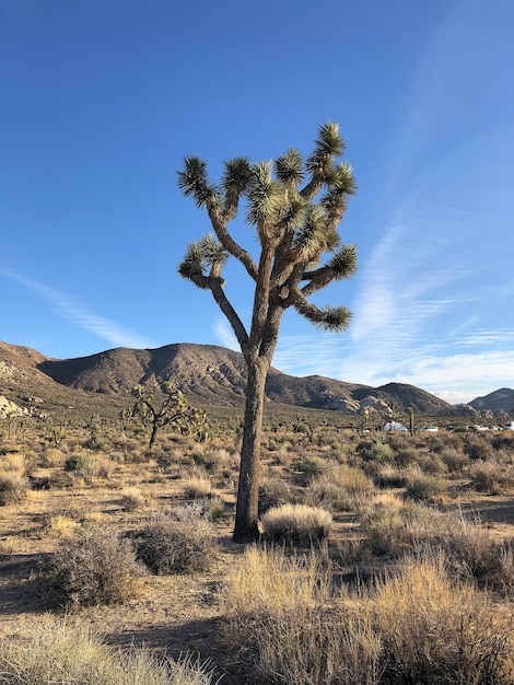 Beautiful shot of a Joshua tree in the desert in New Mexico with the blue sky