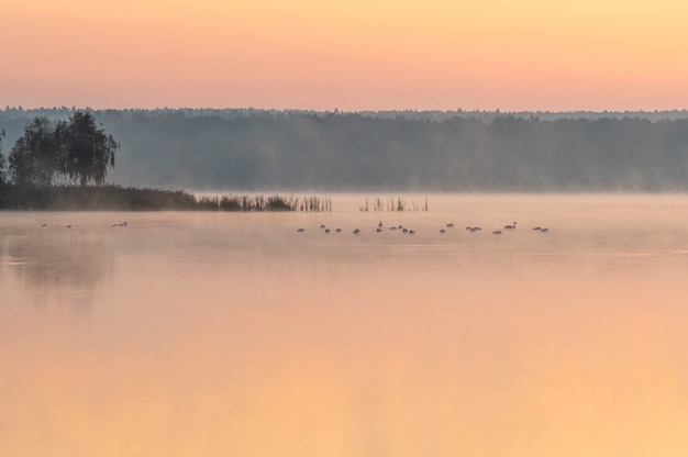 Free photo beautiful shot of a lake during sunset with birds