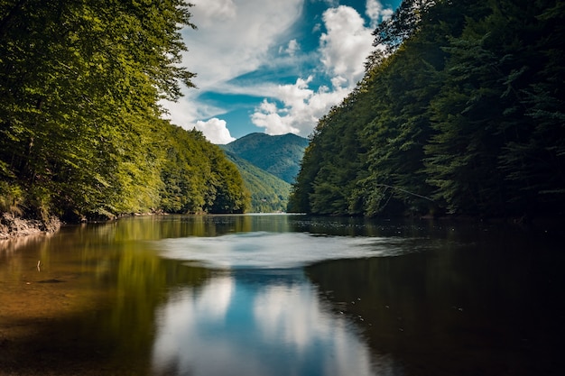 Free photo beautiful shot of a lake in a forest during a sunny day