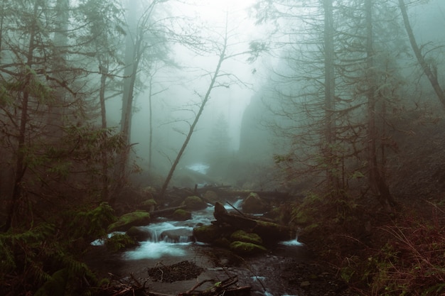 Beautiful shot of a lake in a forest in a rocky terrain