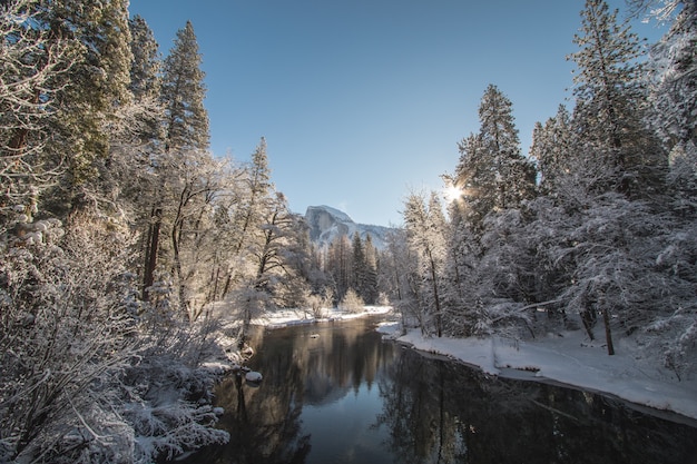 Free photo beautiful shot of a lake surrounded by spruces filled with snow under a clear sunny sky