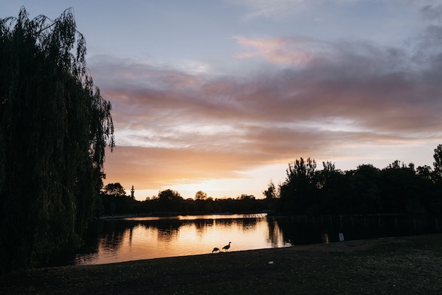 Free photo beautiful shot of a lake surrounded by trees during golden hour