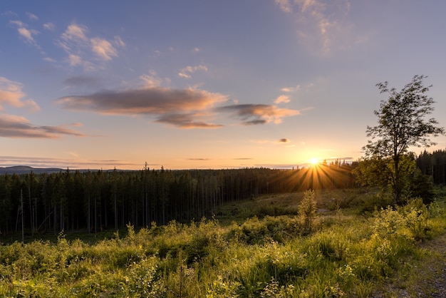 Free photo beautiful shot of a lake with surrounded by trees at sunset