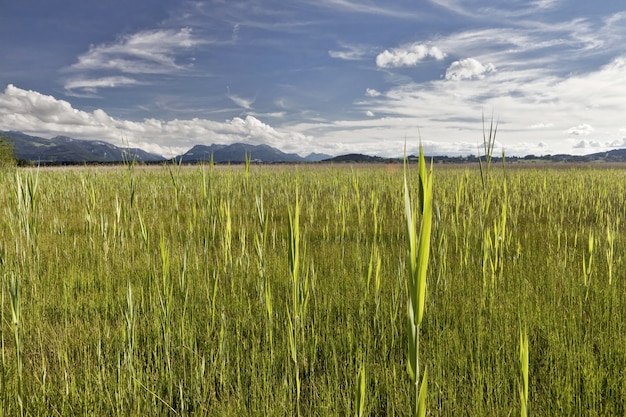 Beautiful shot of a landscape of a green field with mountains