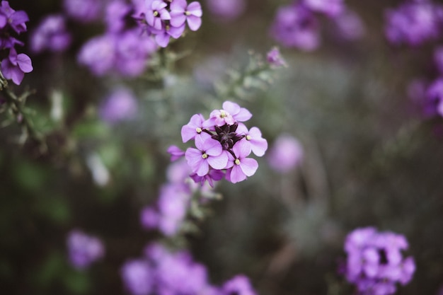 Free photo beautiful shot of a lilac flower branch in focus