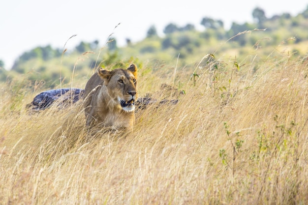 Beautiful shot of the lioness in the Masai Mara Safari in Kenya on a sunny day