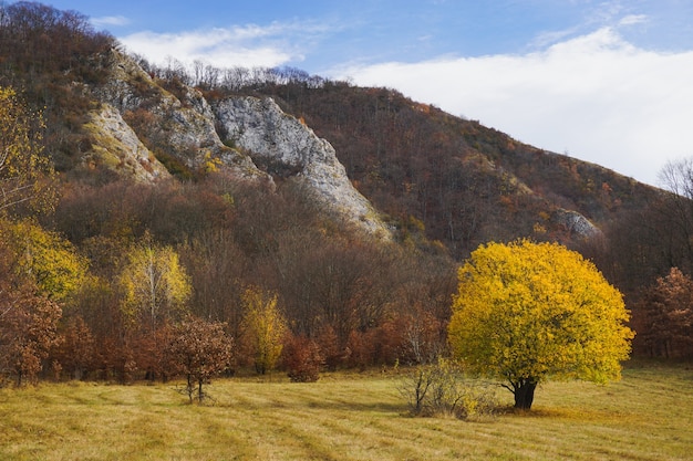 Free photo beautiful shot of a lonely tree with yellow leaves standing in a field surrounded by hills