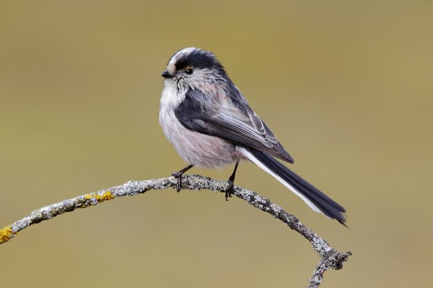 Beautiful shot of a Long-tailed Tit bird perched on a branch in the forest