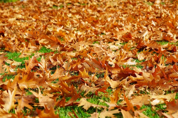 Free photo beautiful shot of a lot of fallen dry maple leaves