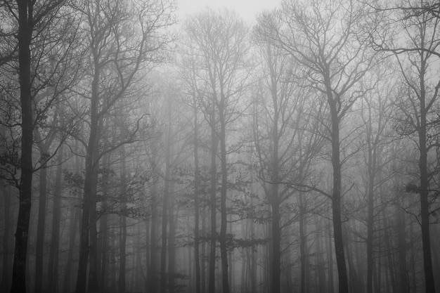 Free Photo beautiful shot of a lot of leafless trees covered with fog in the early morning