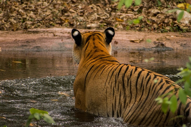 Free photo beautiful shot of a majestic tiger walking in the water in the forest