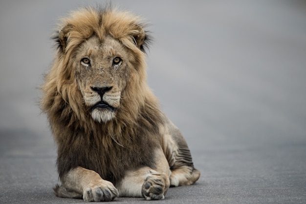 Free Photo beautiful shot of a male lion resting on the road