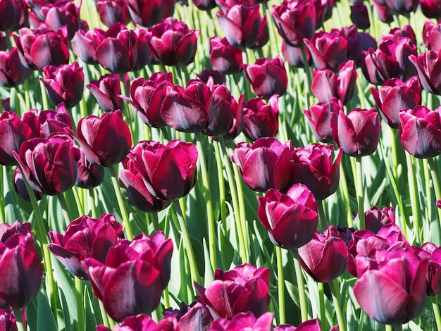 Free photo beautiful shot of mesmerizing tulipa sprengeri flowering plants in the middle of the field