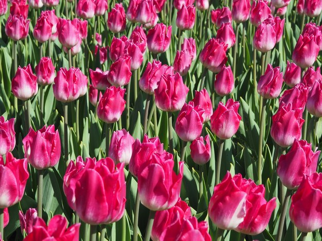 Beautiful shot of mesmerizing Tulipa Sprengeri flowering plants in the middle of the field