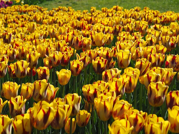 Free photo beautiful shot of mesmerizing tulipa sprengeri flowering plants in the middle of the field