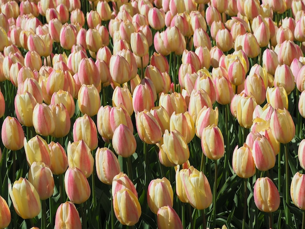 Free photo beautiful shot of mesmerizing tulipa sprengeri flowering plants in the middle of the field