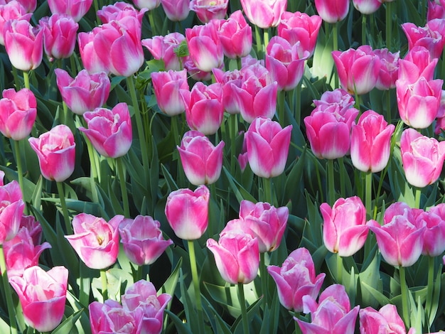 Beautiful shot of mesmerizing Tulipa Sprengeri flowering plants in the middle of the field