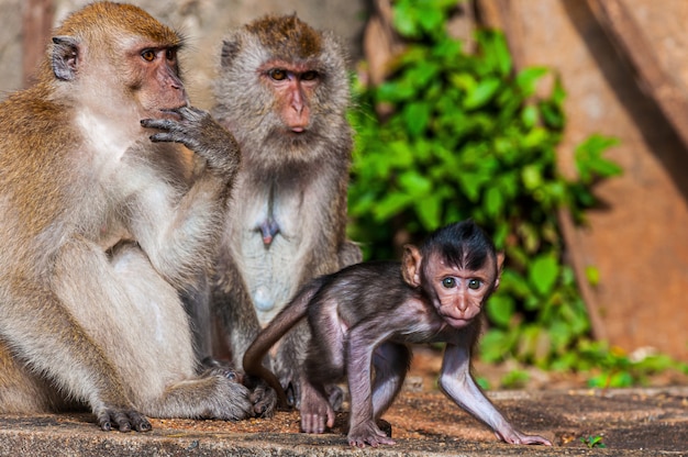 Free Photo beautiful shot of a monkey family with mother, father and baby monkeys