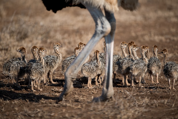 Beautiful shot of a mother ostrich with her babies