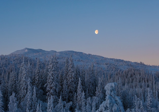 Free Photo beautiful shot of a mountainous forest with fir trees and a bright  moon in the sky