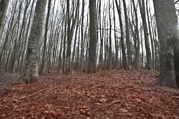 Free photo beautiful shot of naked trees in a forest with red leaves on the ground