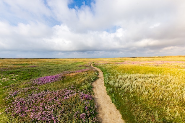 Free photo beautiful shot of a narrow pathway in the middle of the grassy field with flowers under a cloudy sky