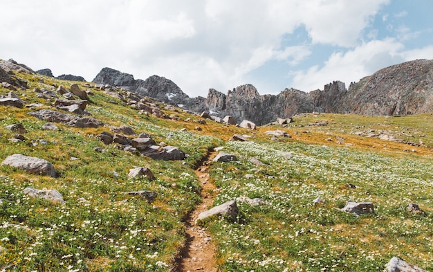 Beautiful shot of narrow pathway in the middle of grassy fields with flowers