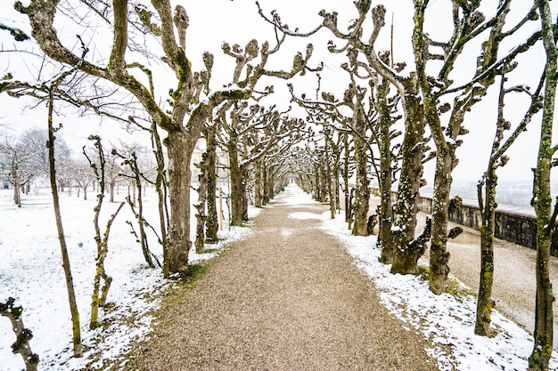 Free photo beautiful shot of a narrow pathway surrounded by trees under the snow