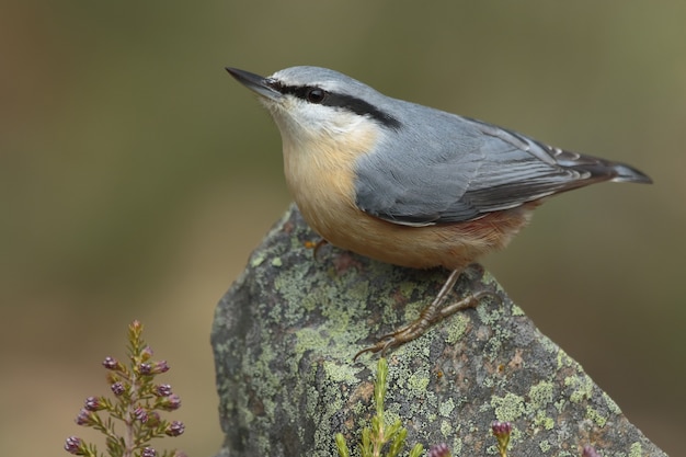 Free photo beautiful shot of a nuthatch bird perched on a stone in the forest