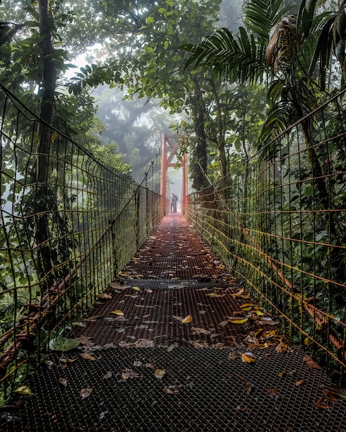 Beautiful shot of an old bridge in the middle of the forest