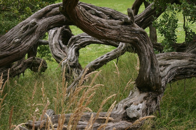 Beautiful shot of an old tree on a grass field