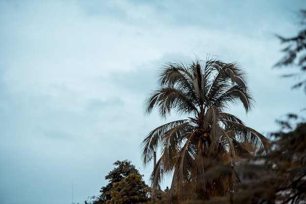 Beautiful shot of a palm tree with a cloudy sky in the background