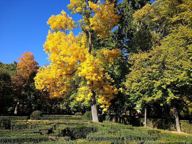 Free photo beautiful shot of the park full of trees and a clear sky in the background in aranjuez, spain.