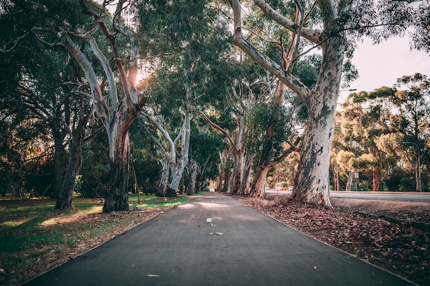 Beautiful shot of park pathway surrounded with amazing nature