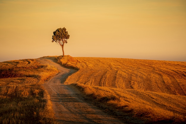 Free Photo beautiful shot of a path in the hills and an isolated tree under the yellow sky