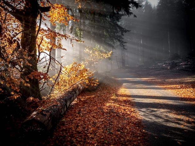 Beautiful shot of a pathway in the middle of the forest with the sun shining through the branches