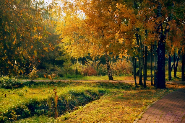 Beautiful shot of a pathway in the middle of trees in Sviblovo park at Russia